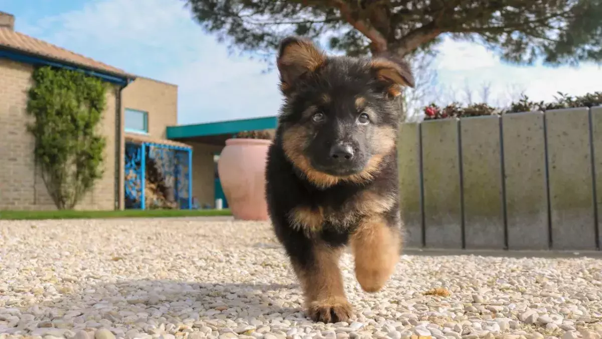This German Shepherd puppy has an unusual illness