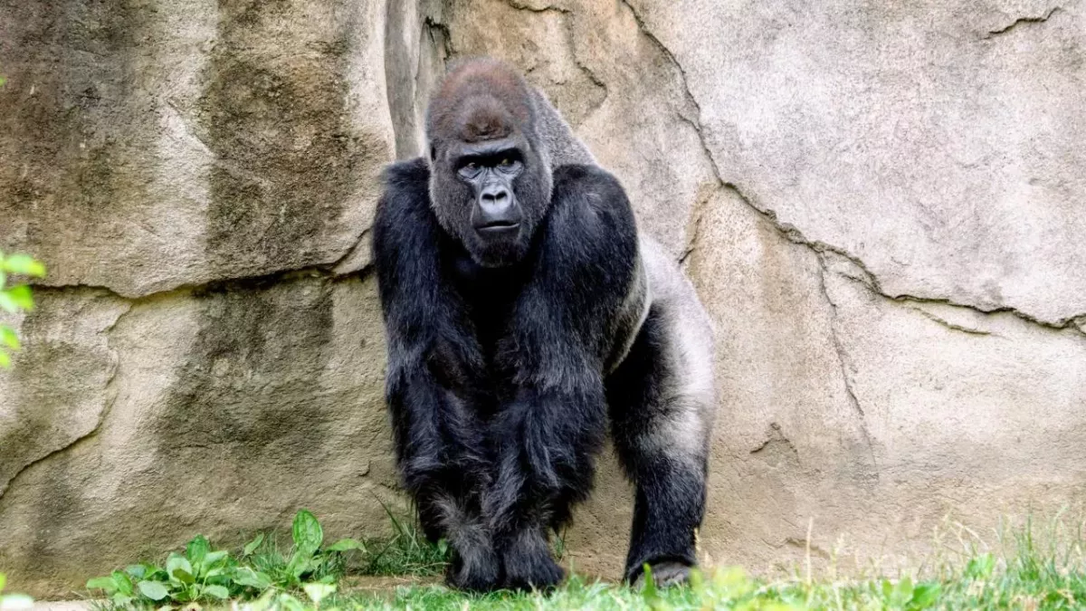 This giant gorilla started acting weird suddenly, here’s the reason why