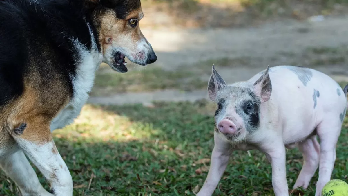 A giant half-blind dog adopts a baby piglet, and their unusual bond is heartwarming (VIDEO)  