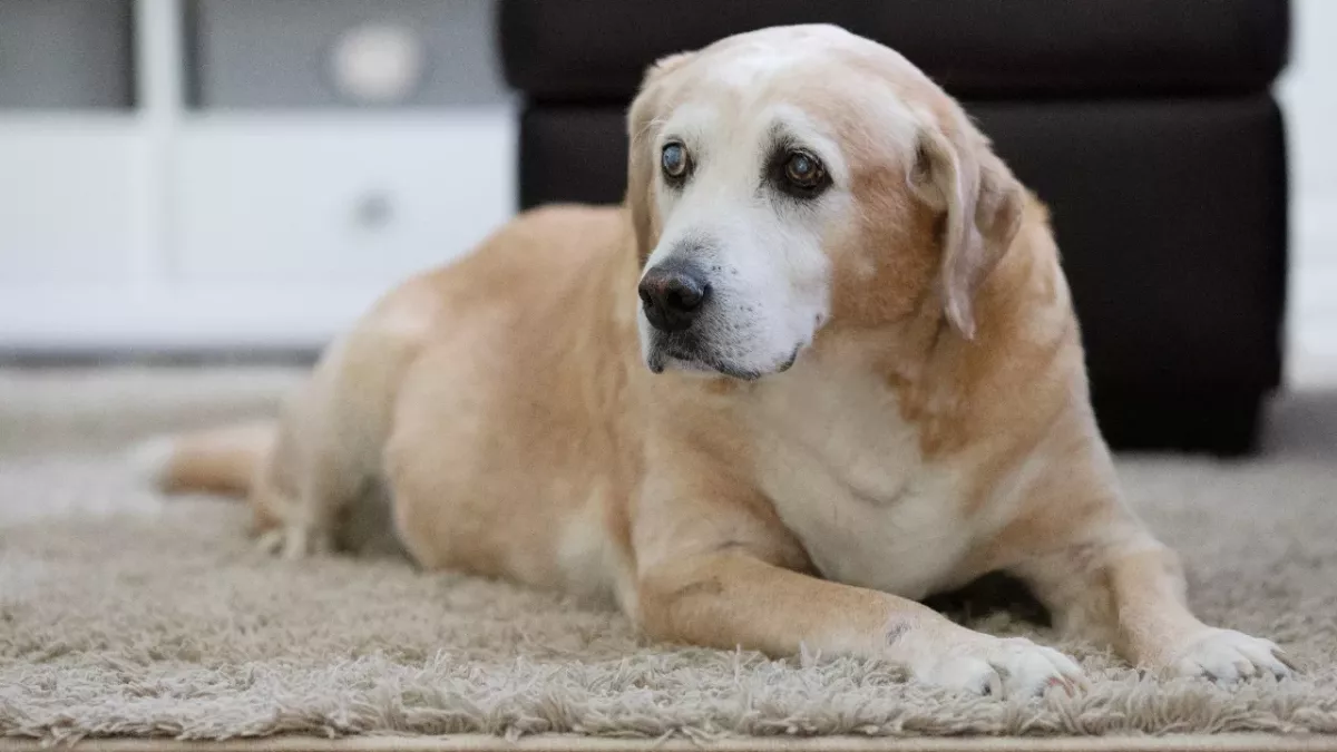 This grieving family were surprised by a letter from their vet 