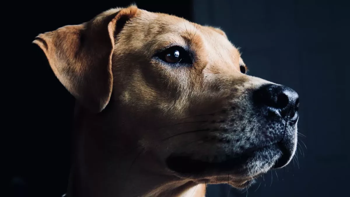 'He has to make it': this abandoned pup was found with a bullet hole in his head (VIDEO)