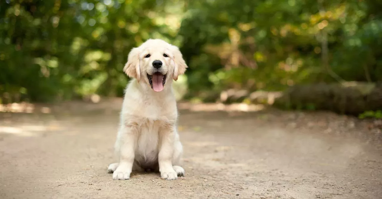 He wandered into the woods