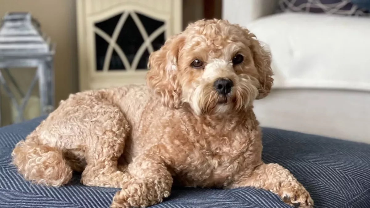 Heart-melting moment stolen dog is reunited with its owners after a year apart (VIDEO)