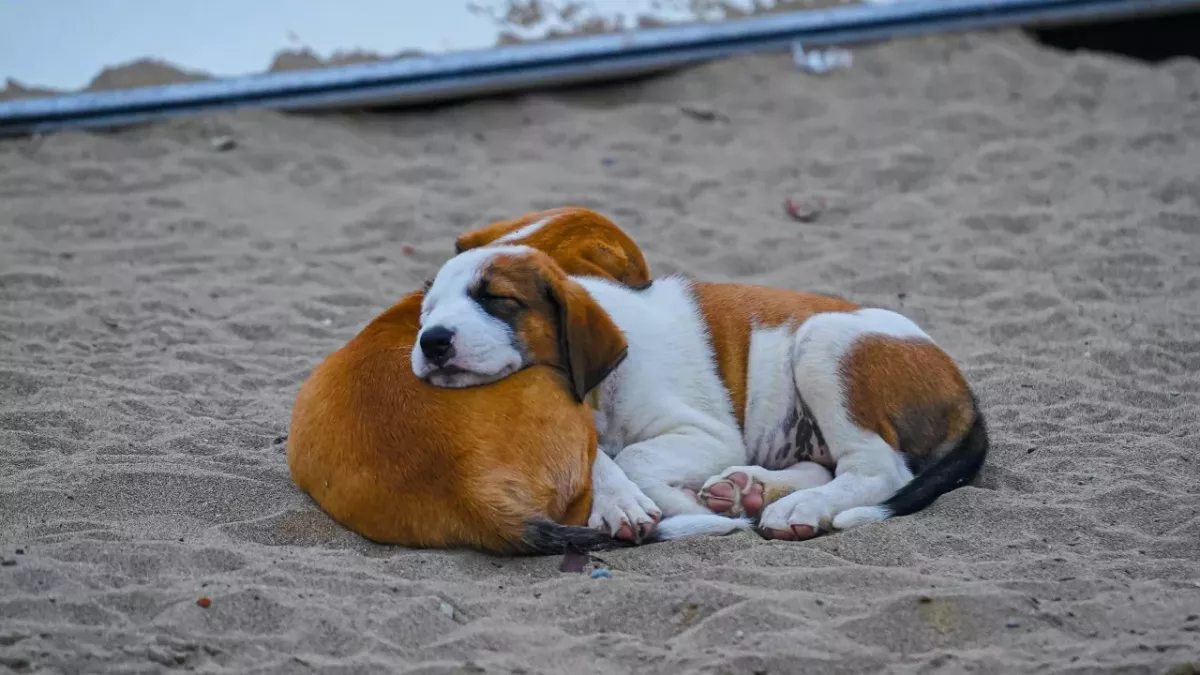Heartache as two frightened dogs were dumped on the train tracks
