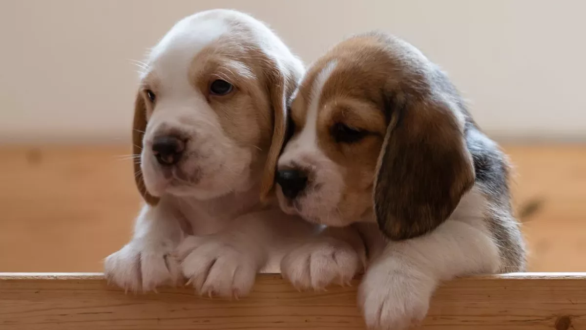 Heartbreak after an abandoned puppy was found ‘curled up next to her deceased brother’ 