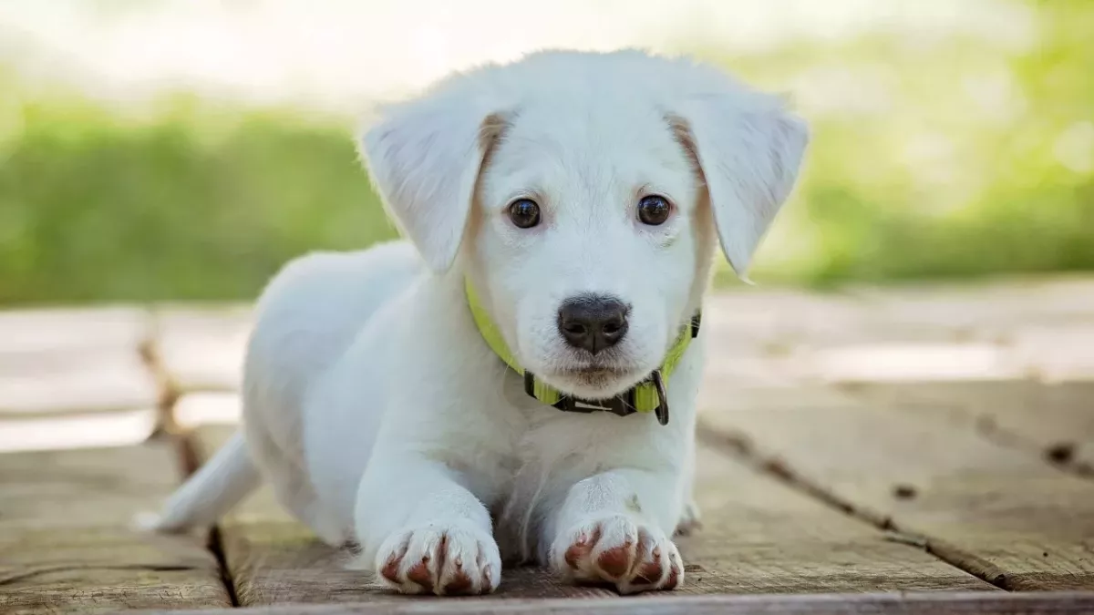 Heartbreak before Christmas: a dog was abandoned in blistering cold in December
