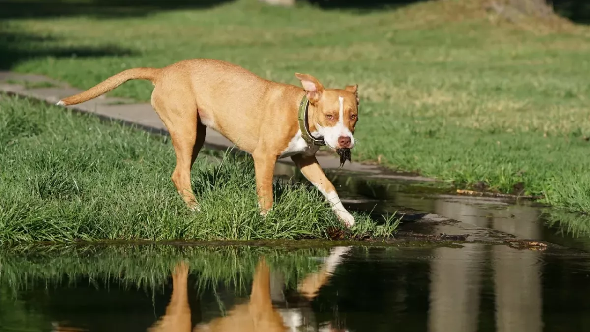 Heartbreak as a dog was 'dumped for dead' in a desert and had to live with coyotes 