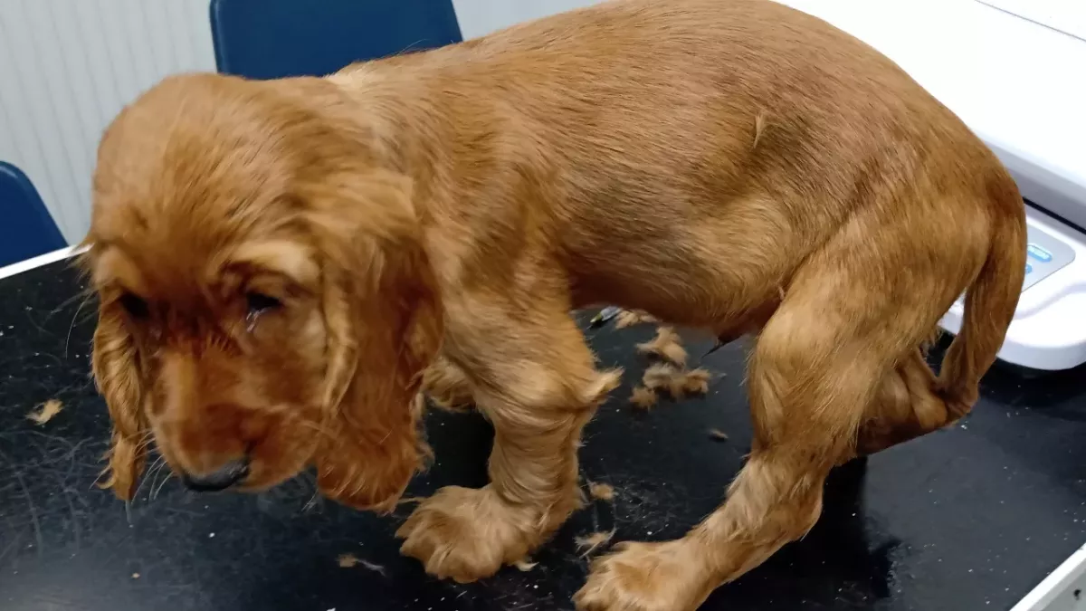 Heartbreak over 17 puppies found living ‘on top of each other’ in horrendous conditions 