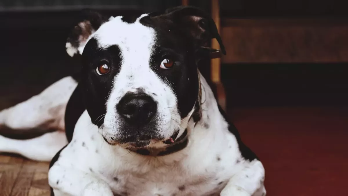 Heartbreak over an abandoned dog left behind to eat plastic and ‘crawl with maggots’ 