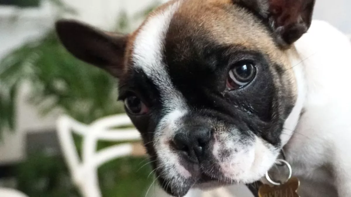 Heartbreak over an abused dog with one eye who was left ‘terrified of people’ 