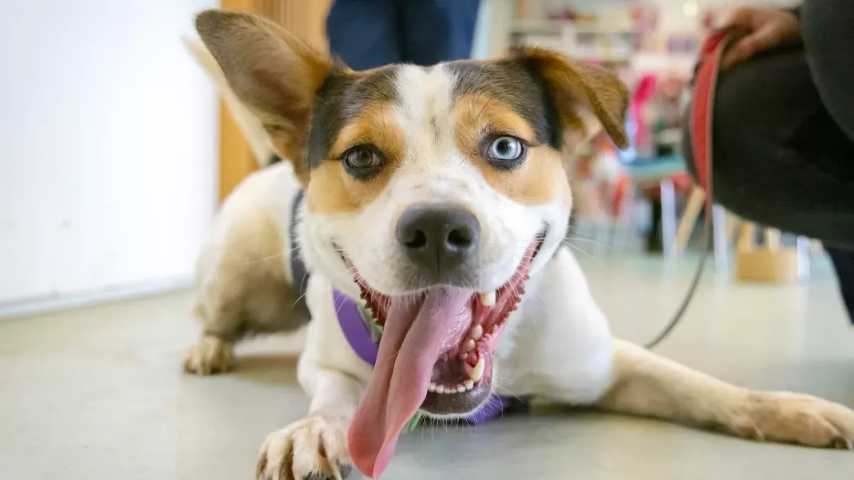 Heartbreak over a ‘broken’ puppy nearly beaten to death by its abusive owner