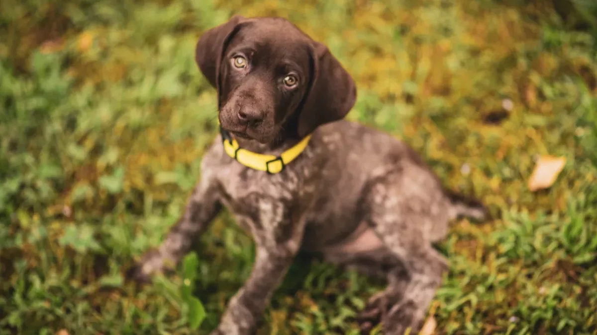 Heartbreak over a traumatised puppy who fell from a balcony twice and needs costly vet care