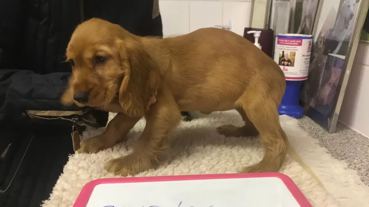 Heartbreak as a puppy found ‘tortured’ with a cable around his neck in a breeding house