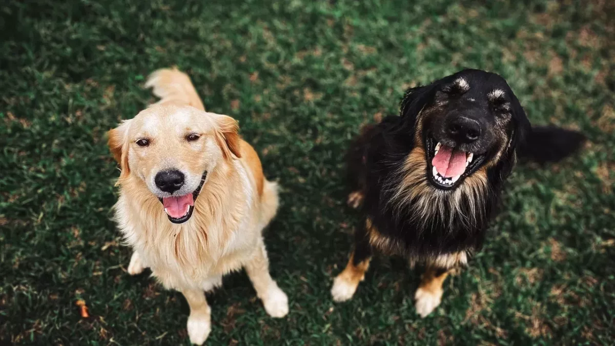 Heartbreak as these unwanted old dogs were dumped in the shelter (VIDEO)