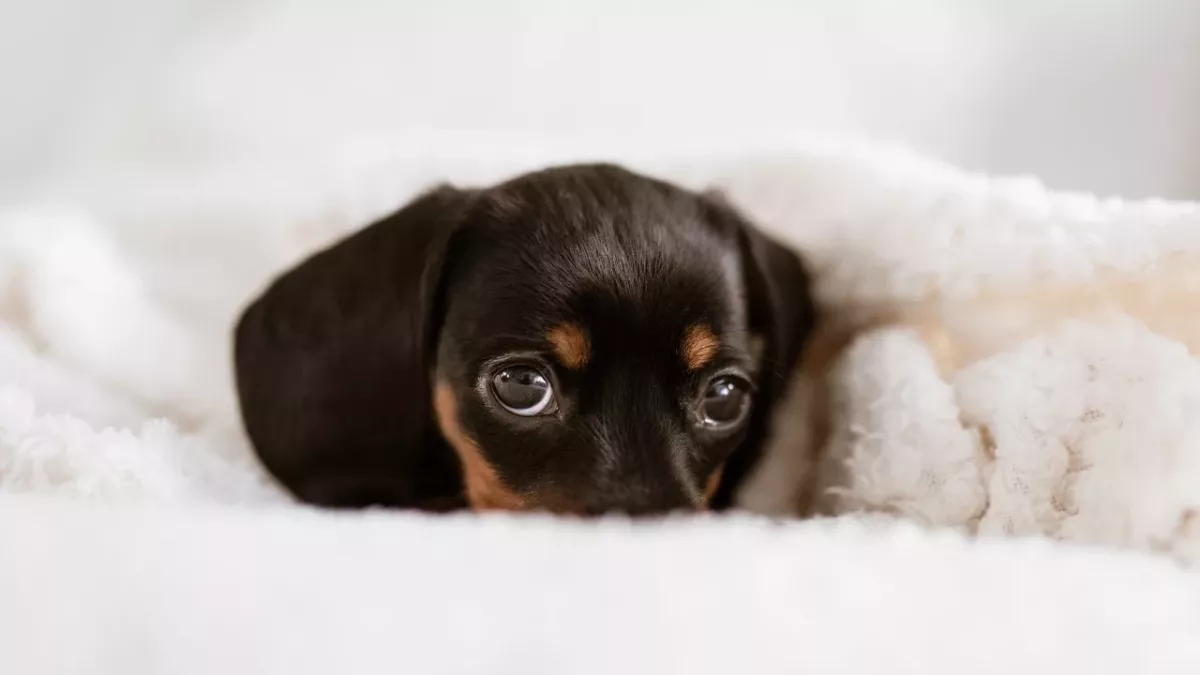 Heartbreak as a weeks-old puppy with a ruptured eye was left to die in a layby 