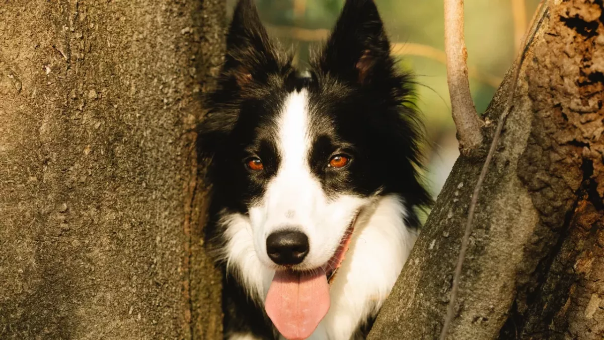 ‘Heartbreaking cruelty’ as a dog was dumped in the woods in bitter -5C cold 