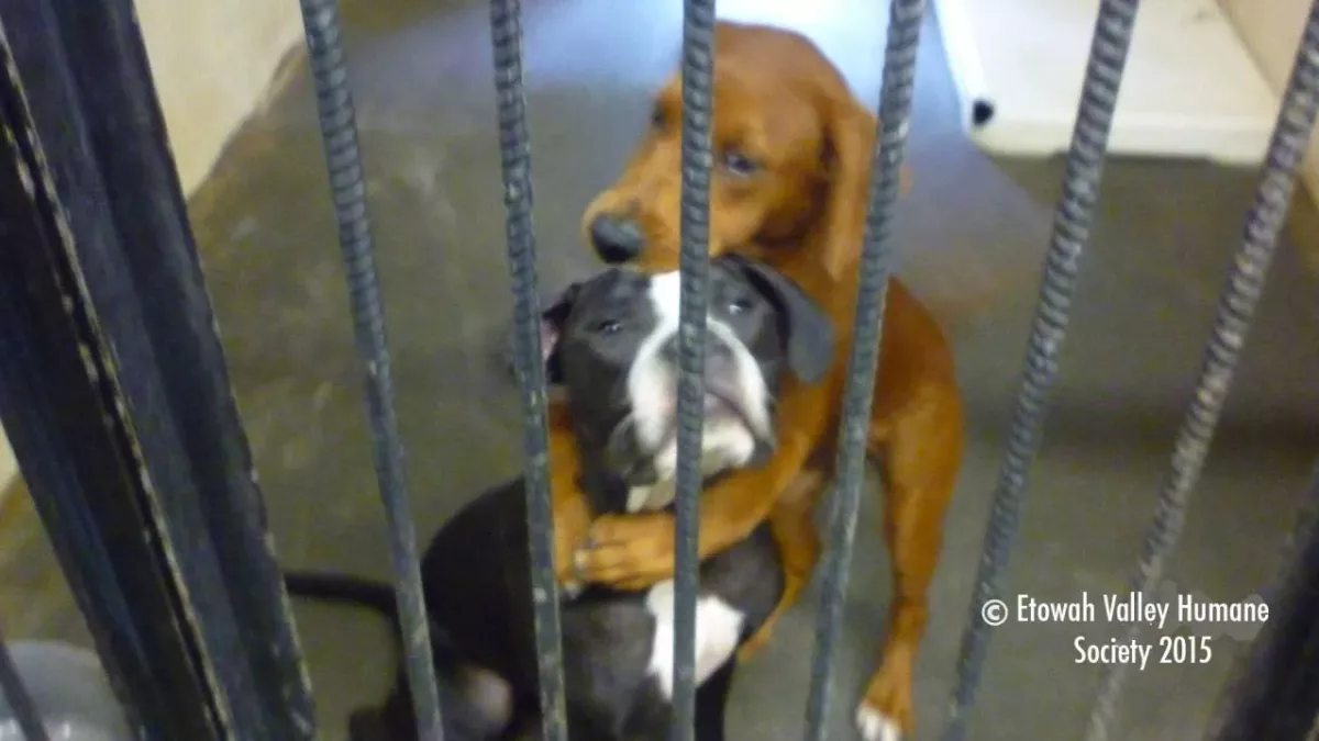 This heartbreaking photo of dogs saved them from being euthanized