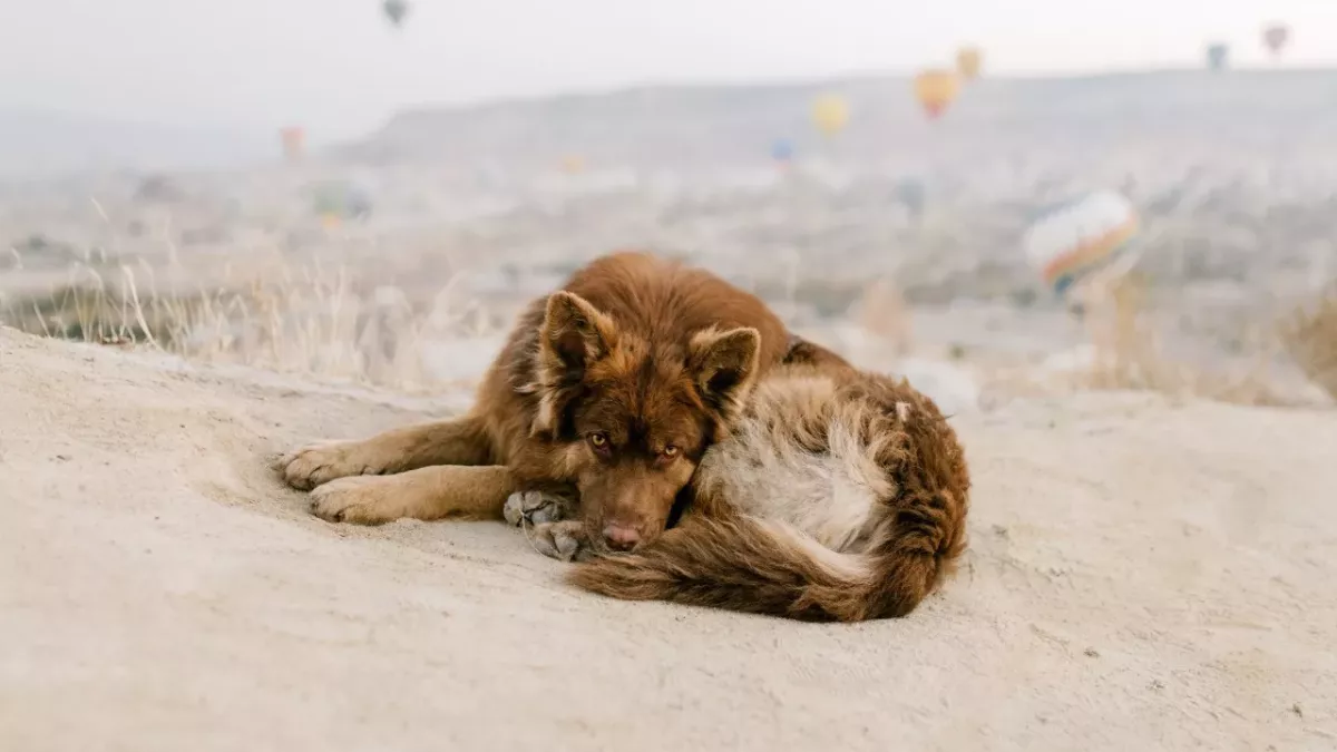 This heartbroken abandoned dog is found sleeping on an old couch at a rubbish dump (VIDEO)