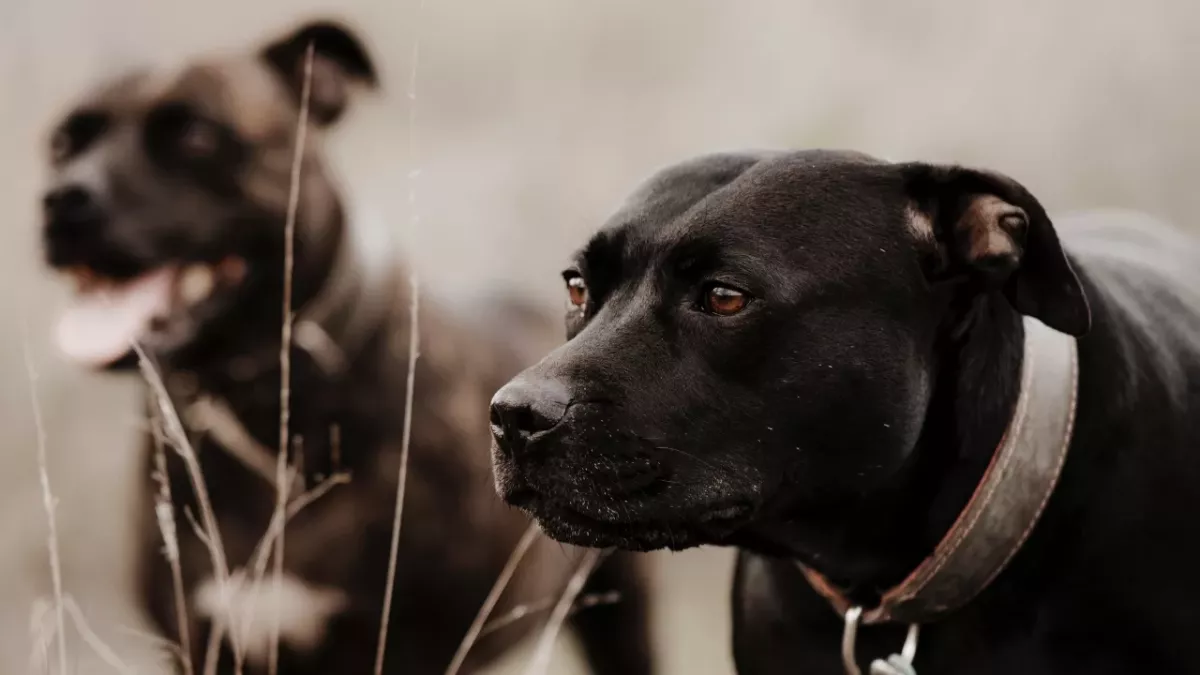 This heartbroken dog who saw her friend starve to death overcame the trauma and found a new home 
