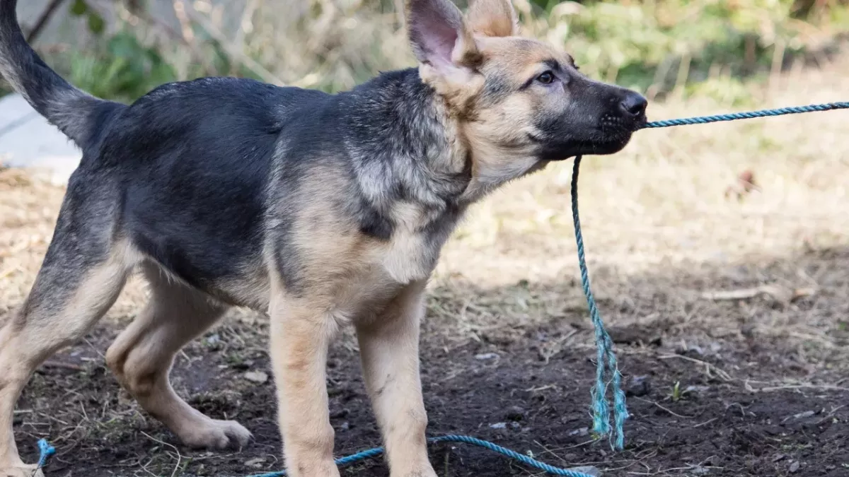 Heartbroken ‘new mum’ dog was taken away from her puppies and dumped in the park 