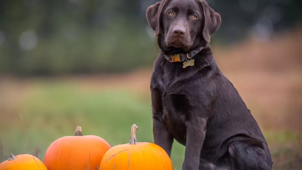 This heartbroken pooch who was adopted but dumped back at the shelter is looking for love again 