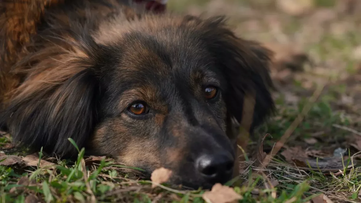 This heartbroken pup can’t bear to spend another Christmas in kennels and urgently needs a home 