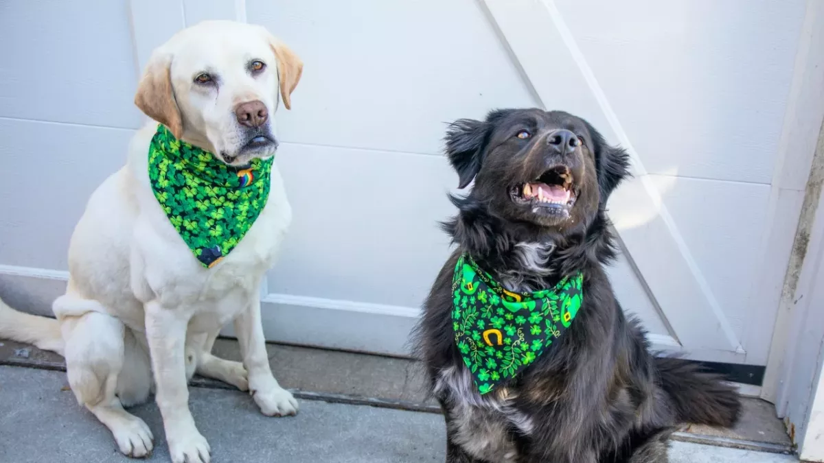 Hearts melt as these bonded dogs reunite and share a long kiss after weeks apart (VIDEO)