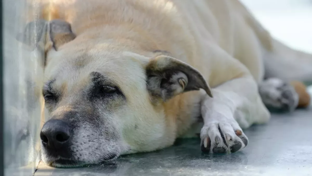 This heavily pregnant dog was heartlessly dumped in freezing weather 