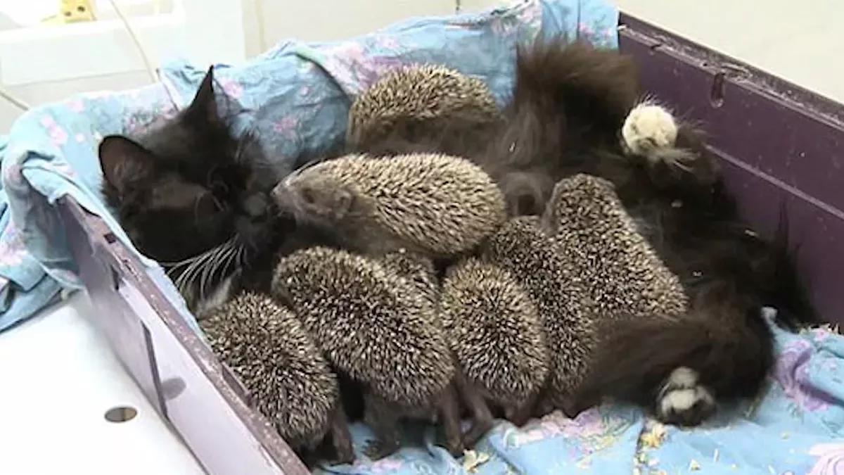Hedgehogs