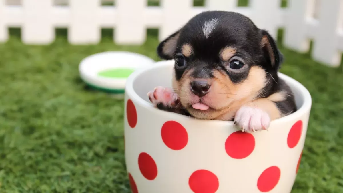 This helpless puppy was burnt with cigarettes and kicked around in a bucket 