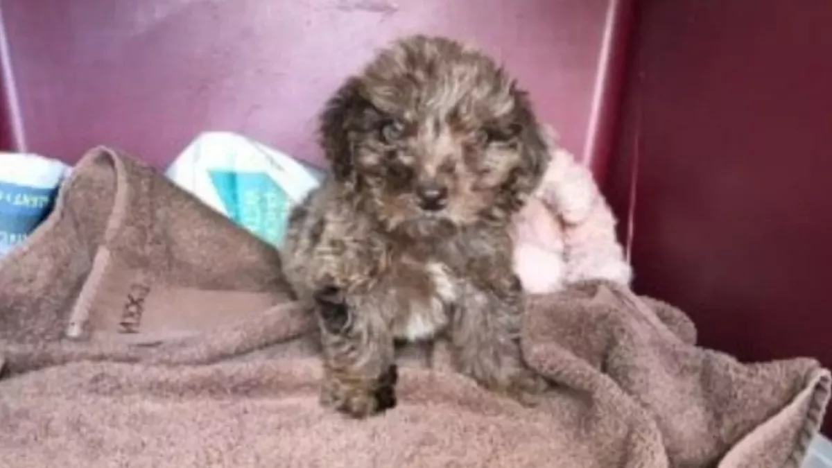 A helpless puppy who can’t use back legs left to die in an abandoned rucksack