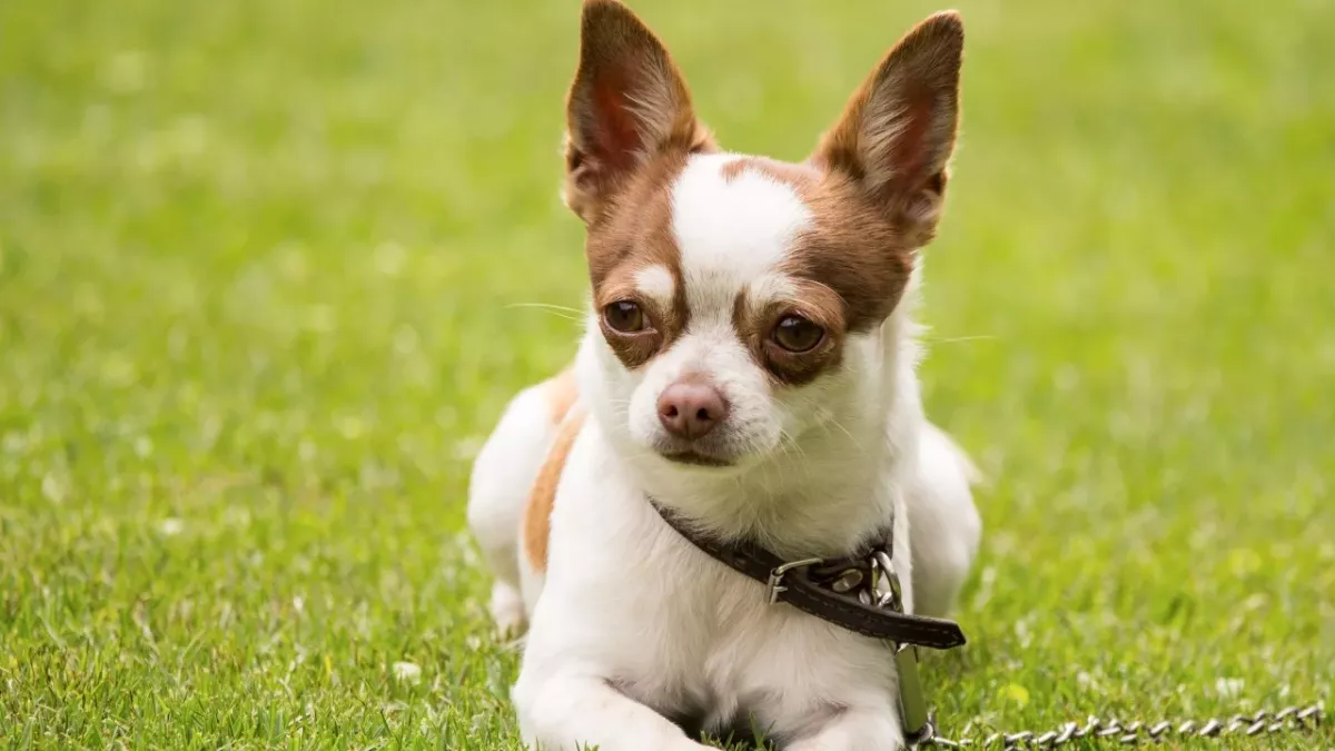 Here is how this abandoned dog ended up becoming a Guinness World Record holder