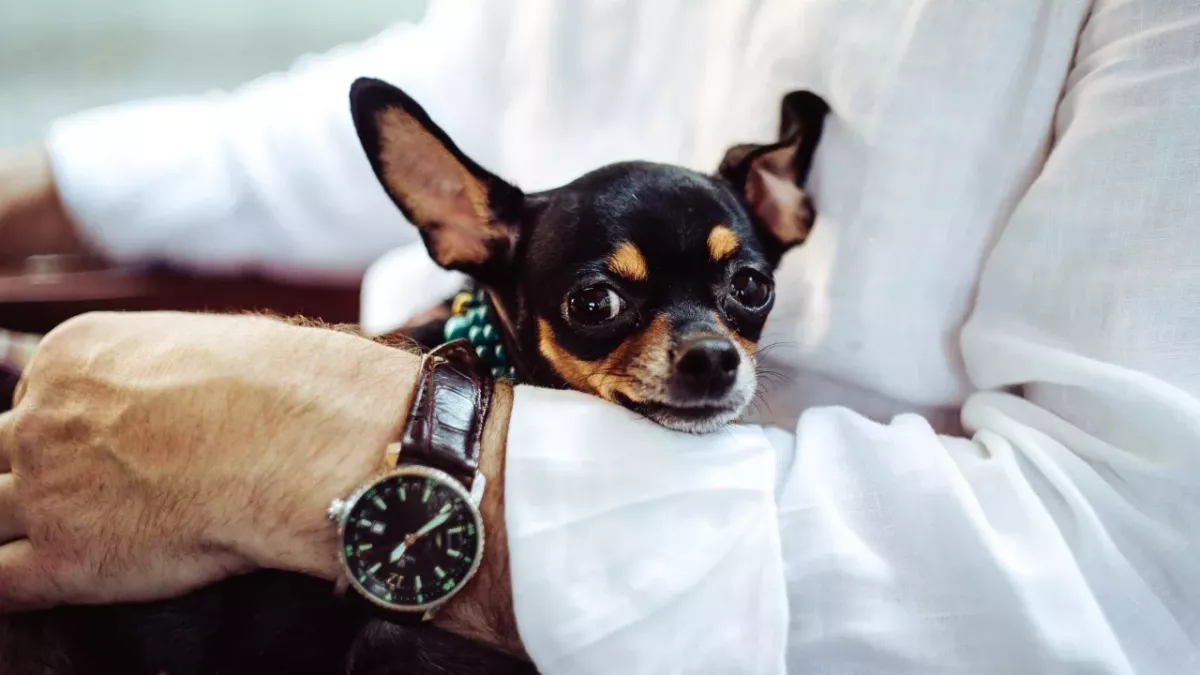 Here is how to help your dog cope with the Clock Change