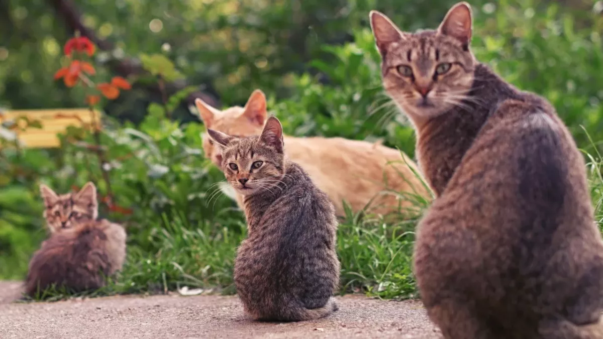 Here is how old your cat is in human years 