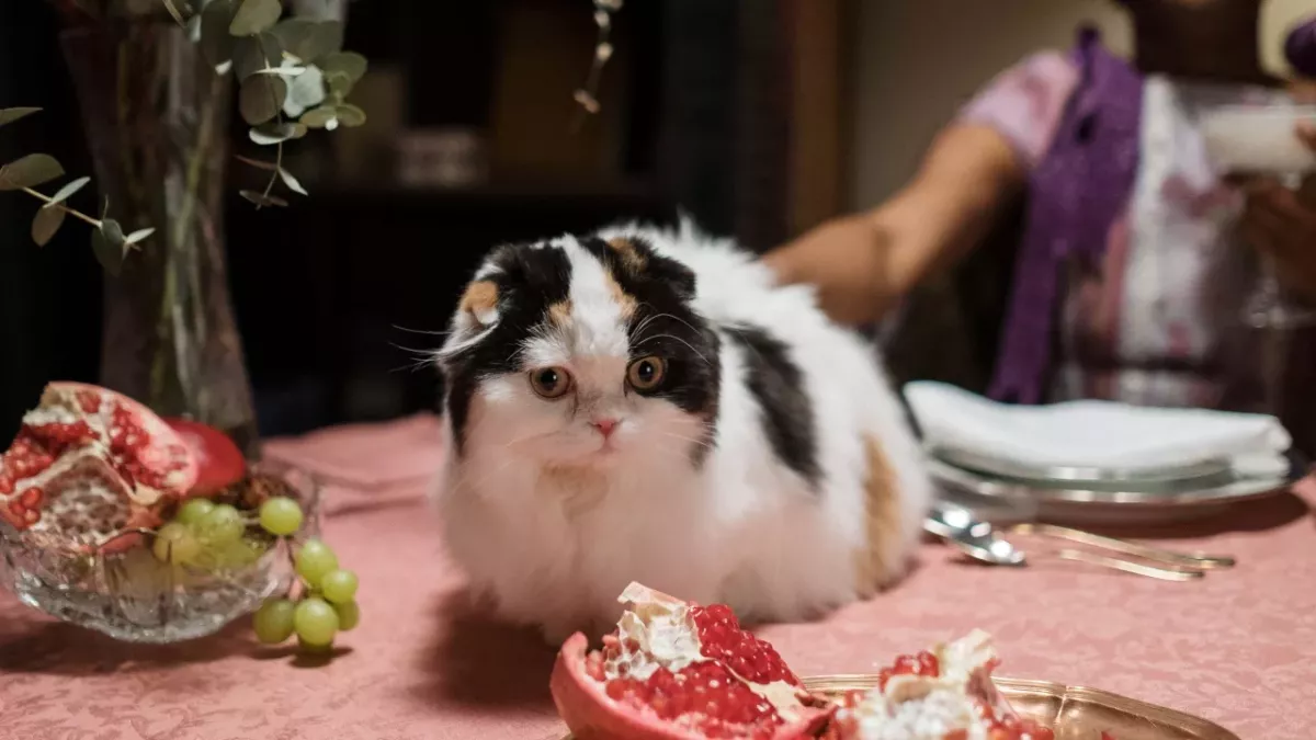 Here is what your cat tries to tell by climbing on the table