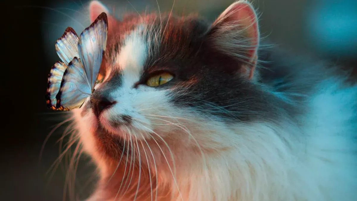 Here's how to clean your cat's ears properly