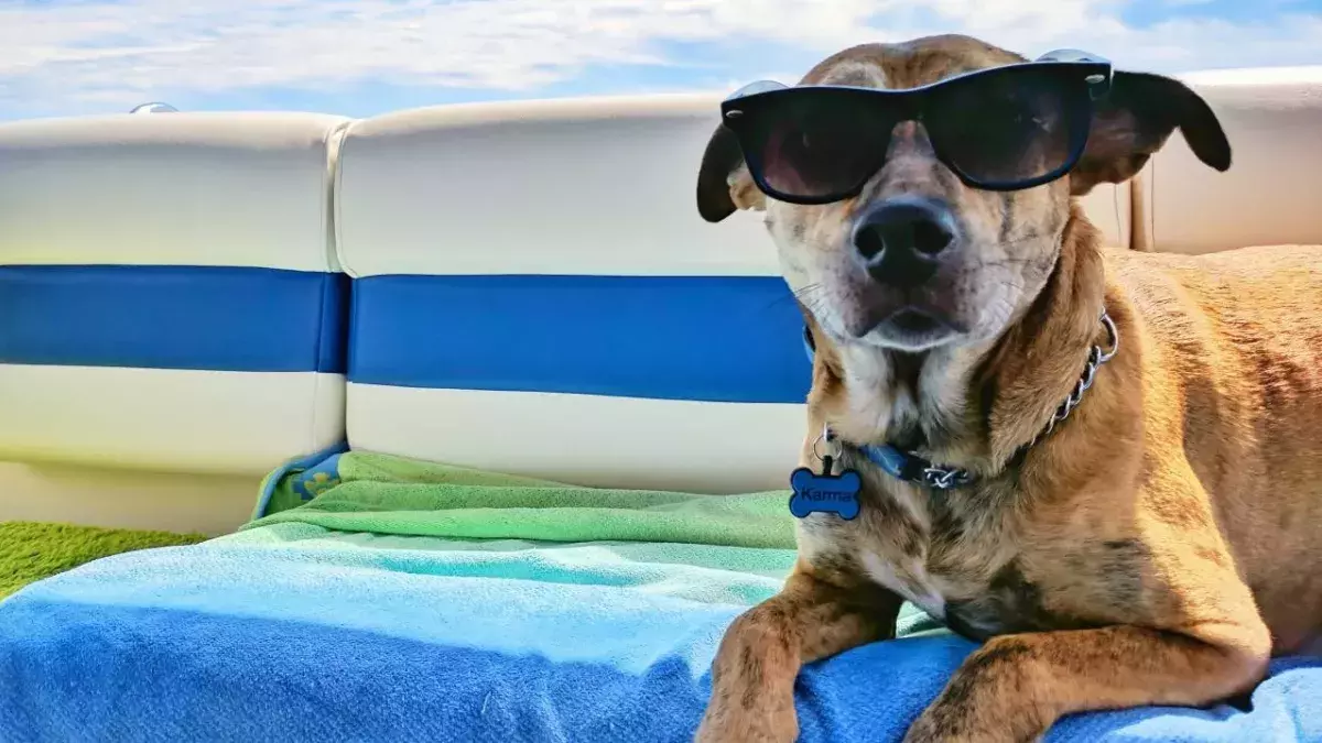 Here’s how to keep your dog safe during a heatwave