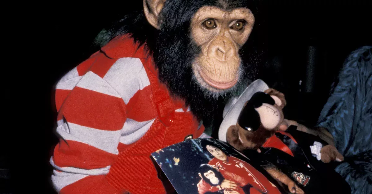 Here’s What Happened To Bubbles, His Poor Chimpanzee