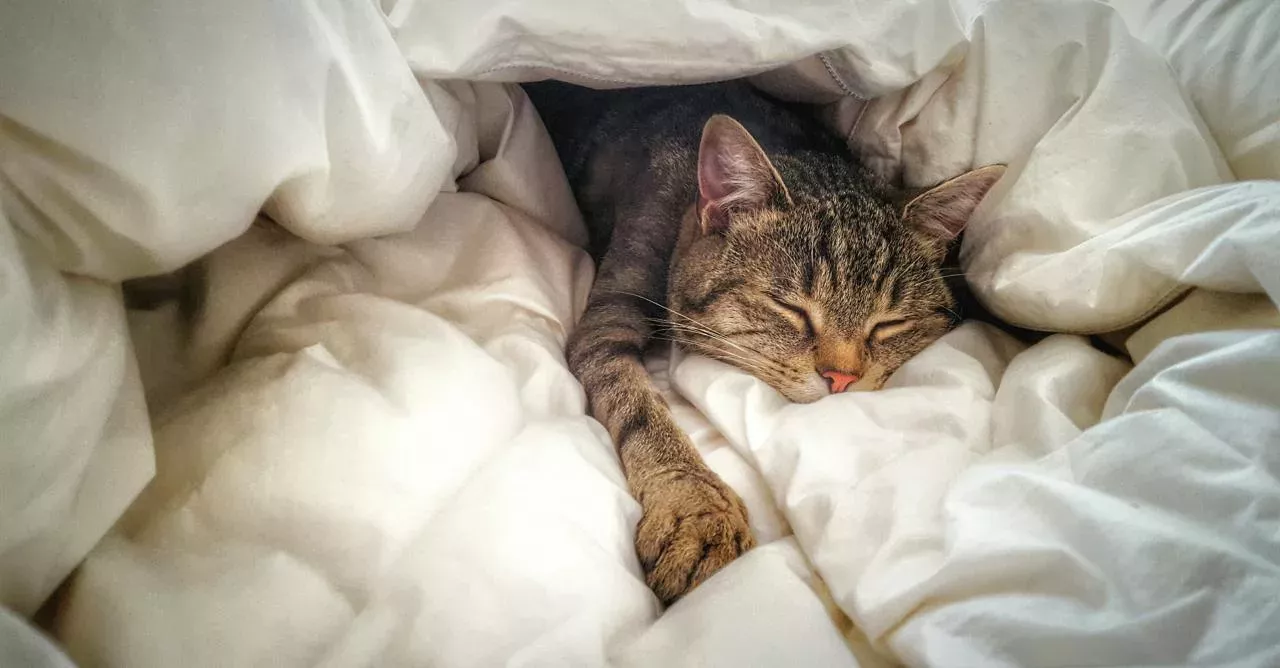Here’s why your cat crawls into bed with you at night