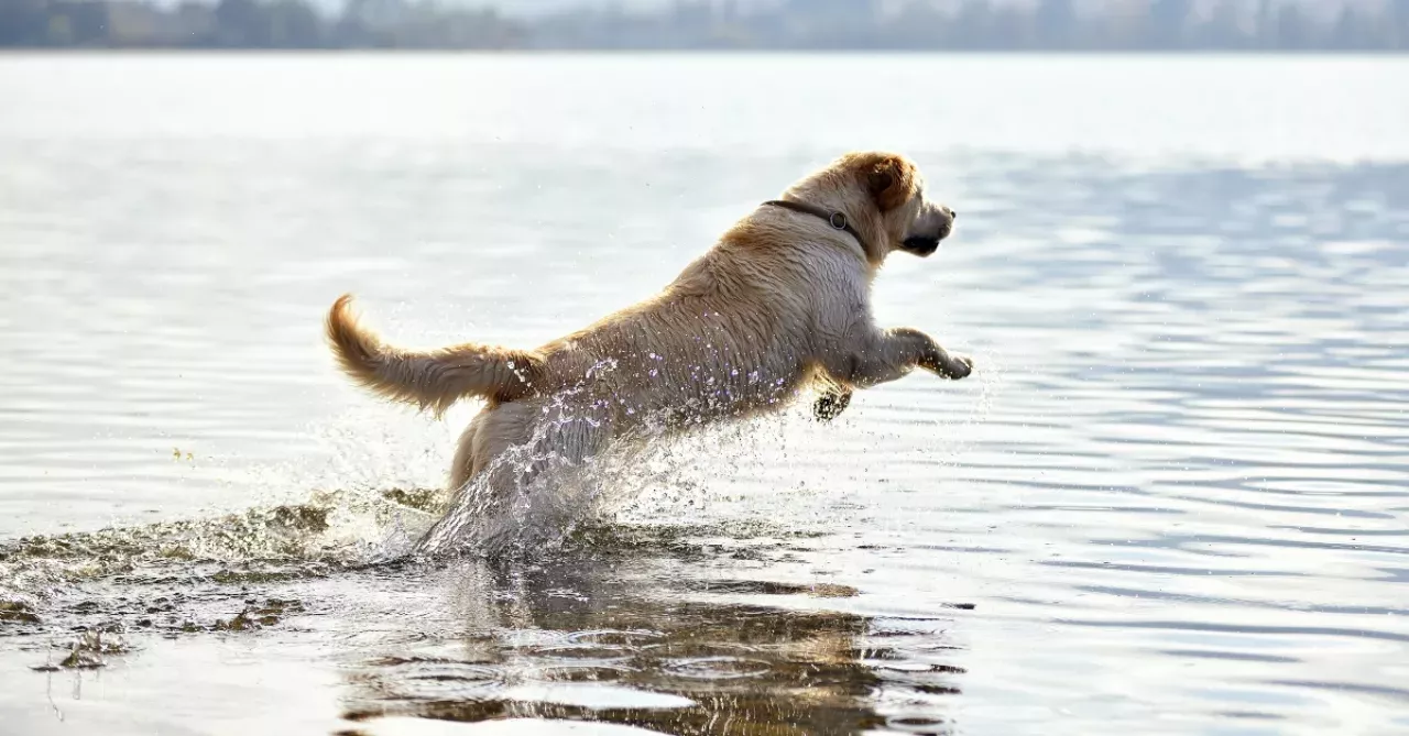 This Heroic Dog Jumps Into Action to Save a Person He Thought Was Drowning