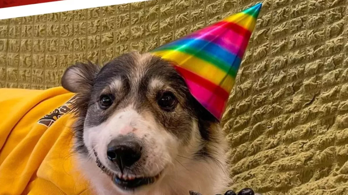 The homeless dog who supported soldiers in warzones adopted after being shot