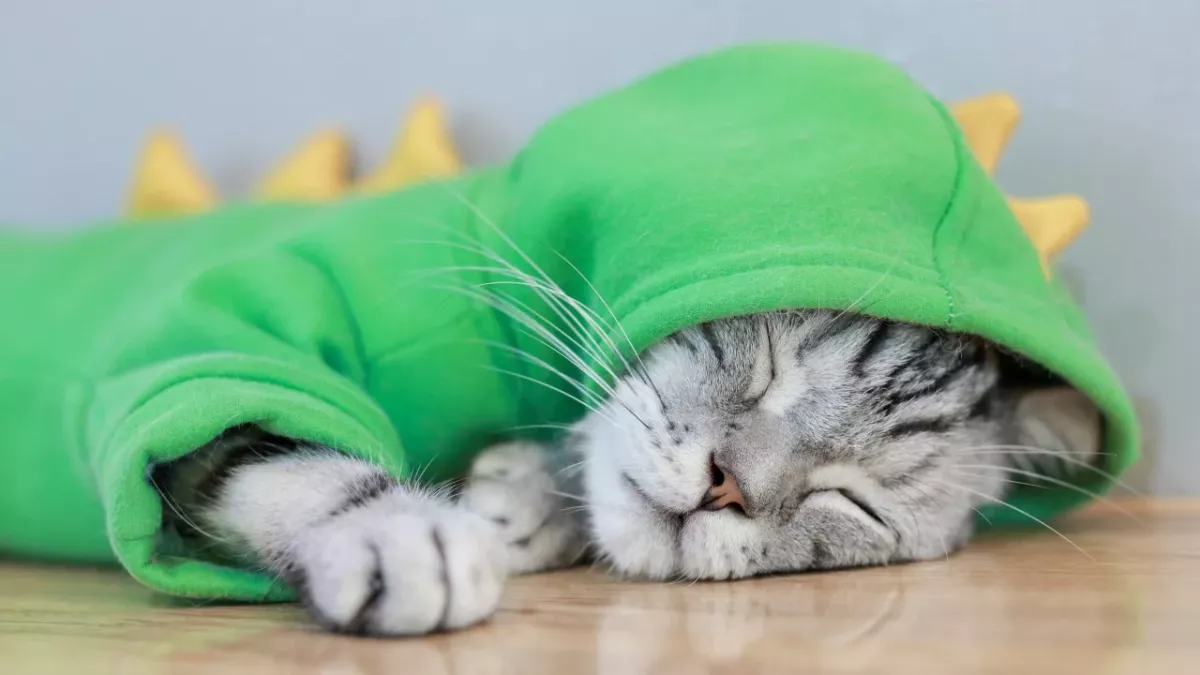 How to make your cat snuggle up with you at night? Follow these simple tips