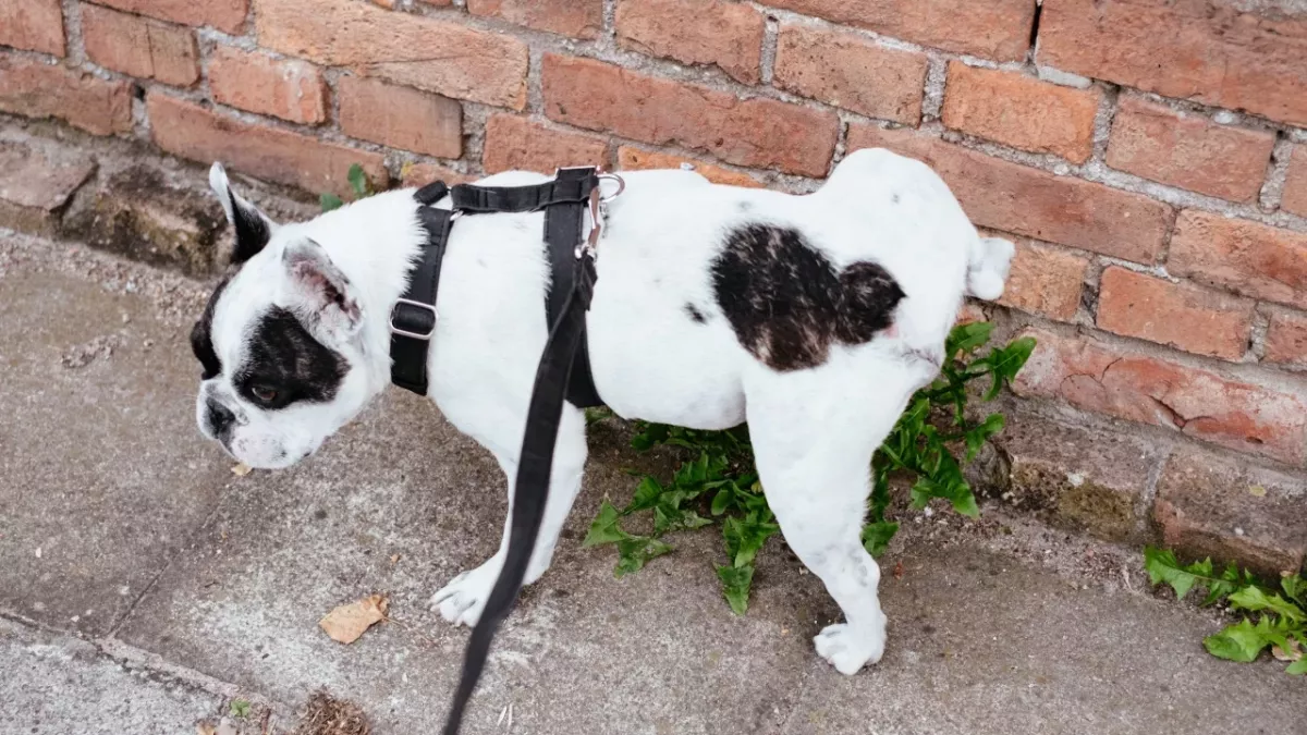 This is how often your dog really needs to pee 