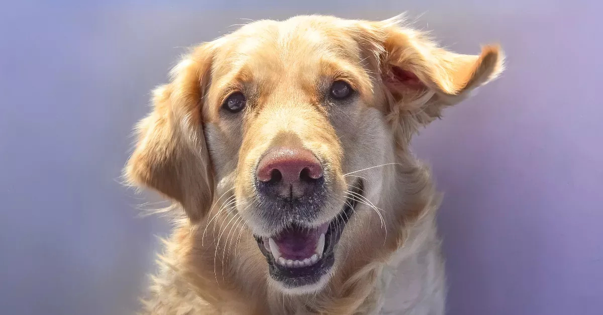How Should You Take Care Of Your Dog's Teeth?
