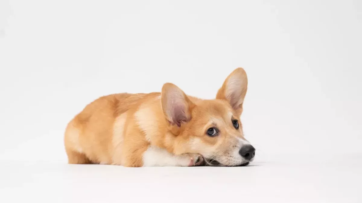 How will Queen Elizabeth’s heartbroken dogs grieve her loss?