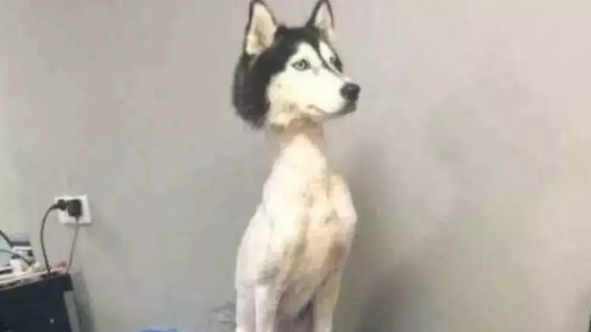 Husky