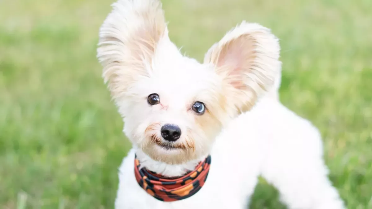 This incredible deaf rescue dog learned to answer commands in sign language (VIDEO)