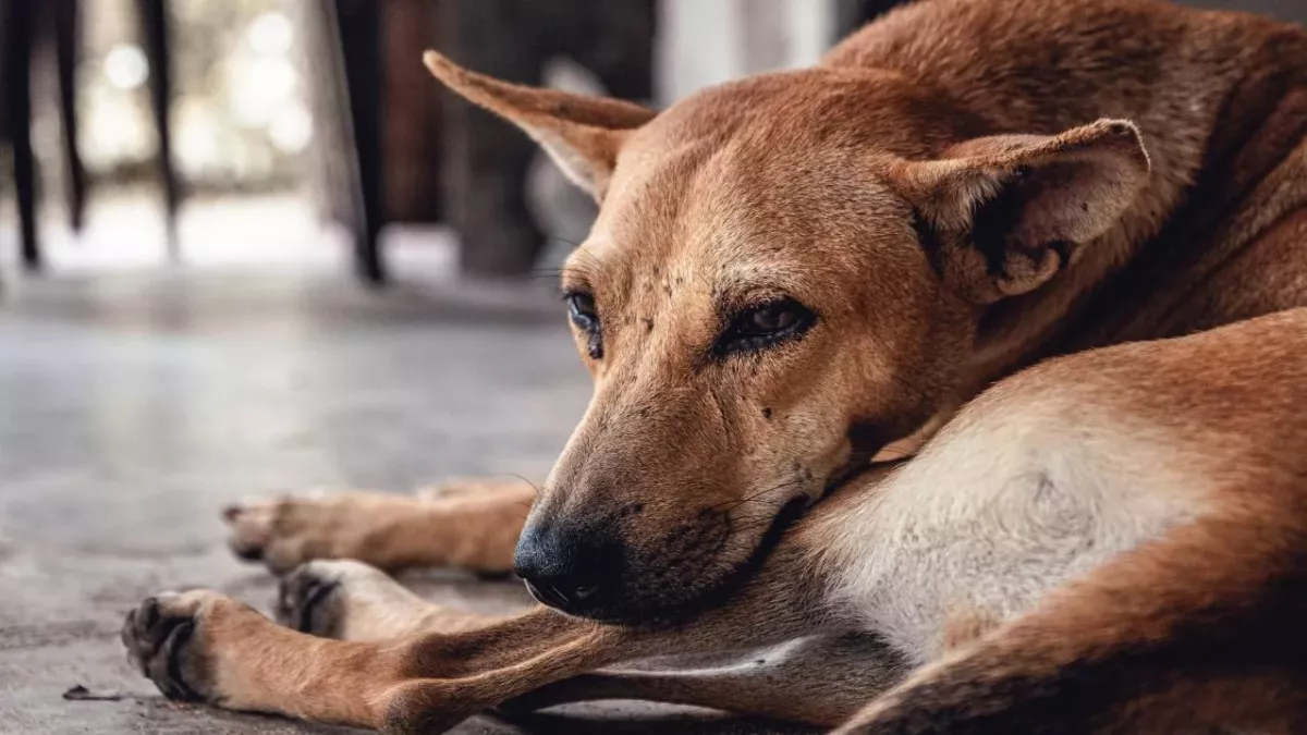 ‘Invisible’ dog spends seven years in kennels without adoption