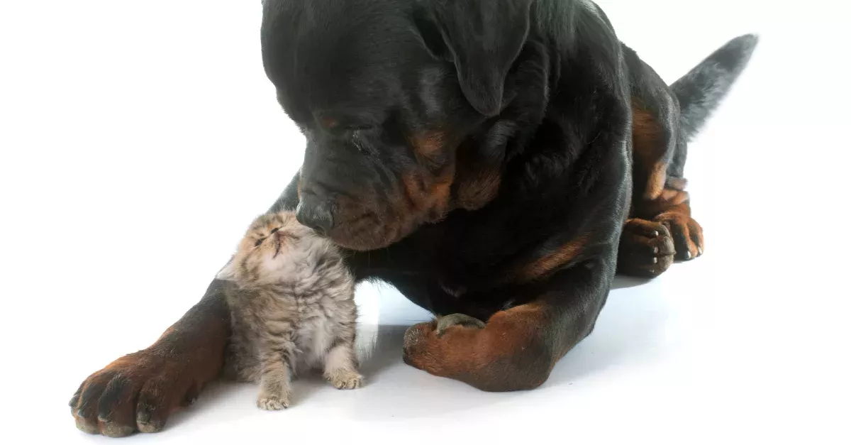 This Kitten Was Just Playing, Then A Rottweiler Lunged