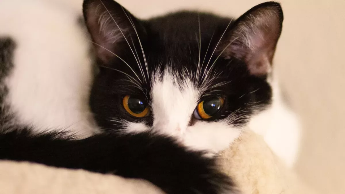 This ‘kleptomaniac’ cat brought her owner the weirdest thing ever, leaving her blushing and ‘mortified’ 